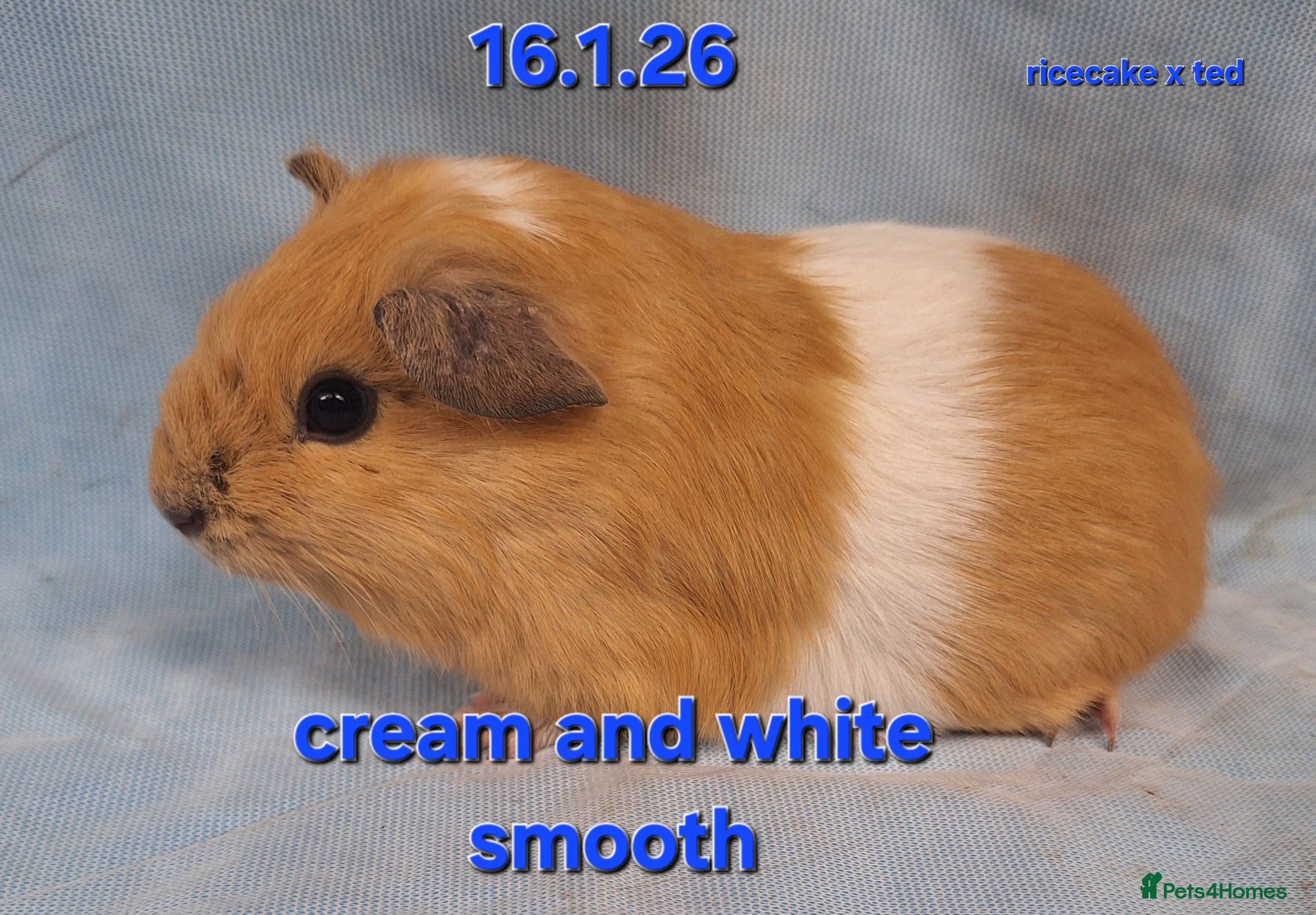 Guinea Pig rodents Smooth baby boy male guinea pigs - Advert 17