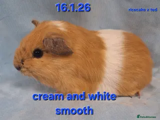 Guinea Pig rodents Smooth baby boy male guinea pigs - Advert 17