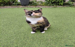 Domestic Shorthair cats for sale: Poppy  - Image 1
