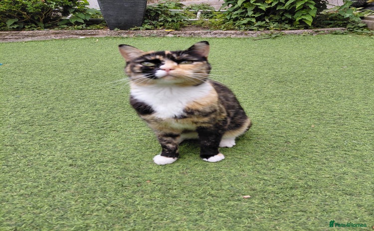 Domestic Shorthair cats - Advert 3
