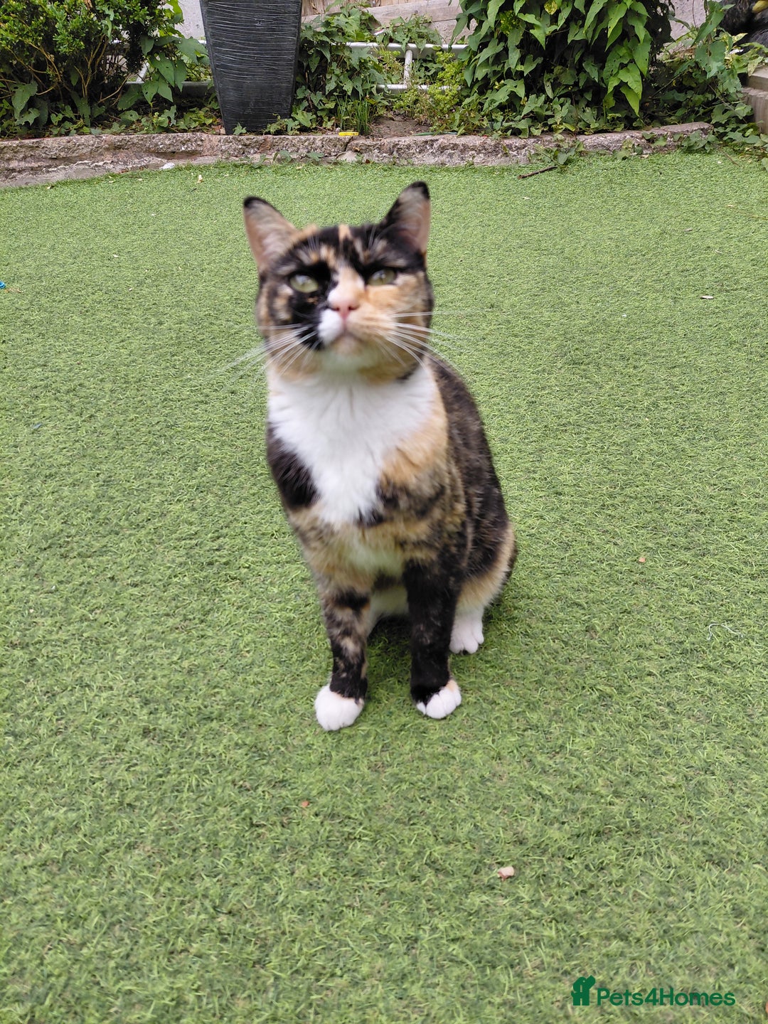 Domestic Shorthair cats for sale: Poppy  - Image 1