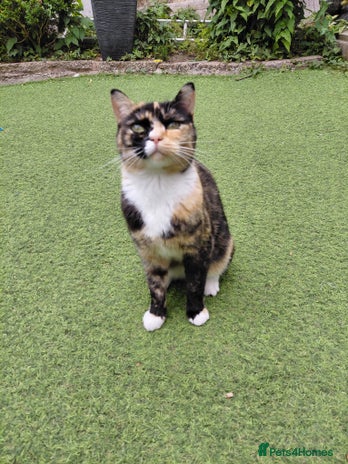 Domestic Shorthair cats - Advert 4