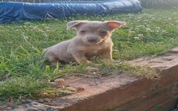 Jack Russell dogs for sale: Miniature jack Russell's READY NOW  - Image 1