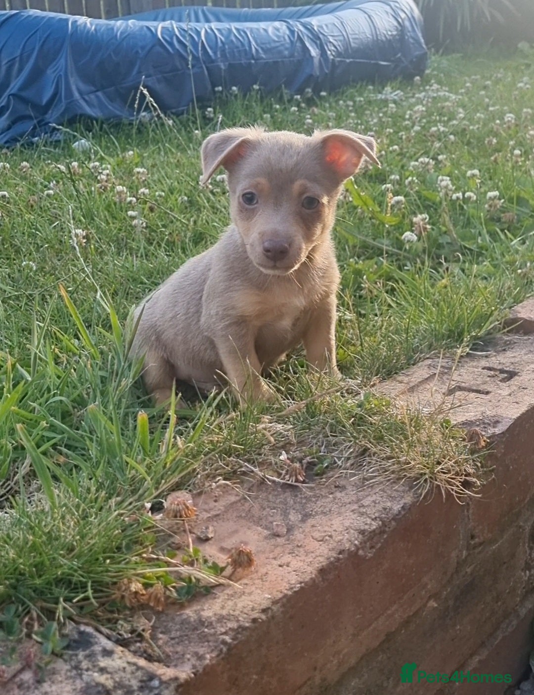 Jack Russell dogs for sale: Miniature jack Russell's READY NOW  - Image 1