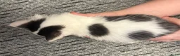 Mixed Breed cats for sale: 3 kittens  - Advert 9