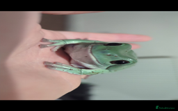 Frog reptiles for sale: Tree Frog & full setup - Image 3