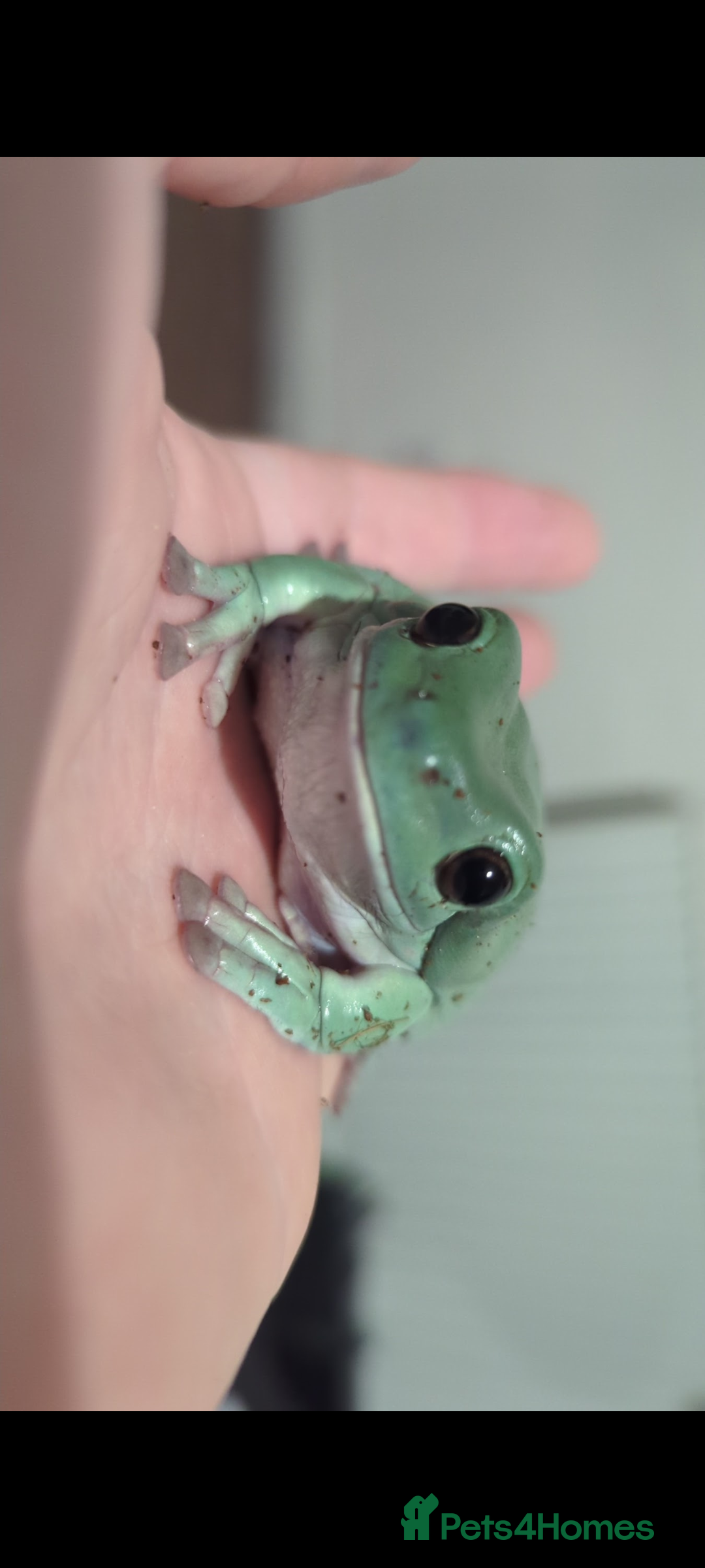 Frog reptiles for sale: Tree Frog & full setup - Image 3