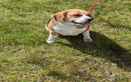 Beagle dogs for sale: Tricolour beagle  - Image 6