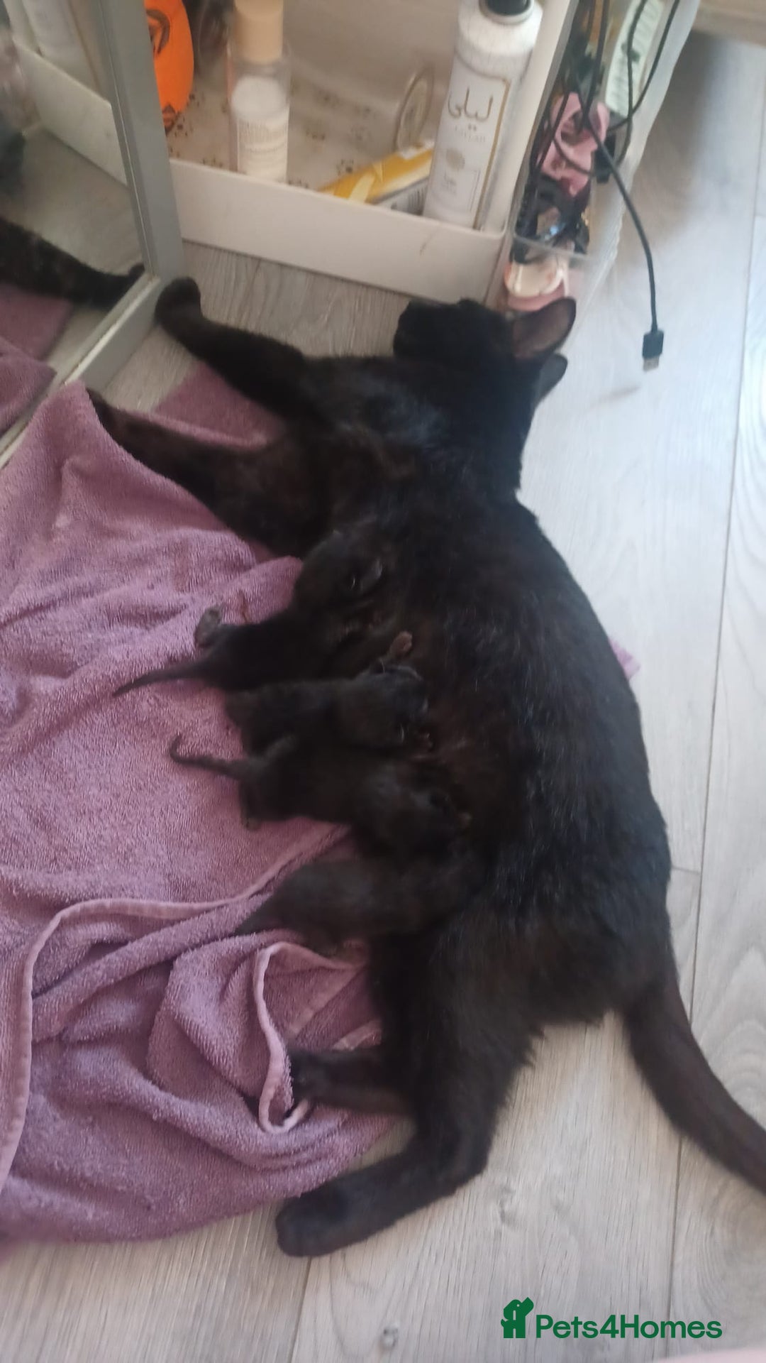 Mixed Breed cats for sale: Kittens for sale - Advert 2