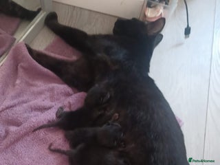 Mixed Breed cats Kittens for sale - Advert 1