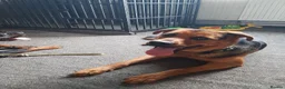 Mixed Breed dogs for sale: Narla  in Droitwich - Advert 7