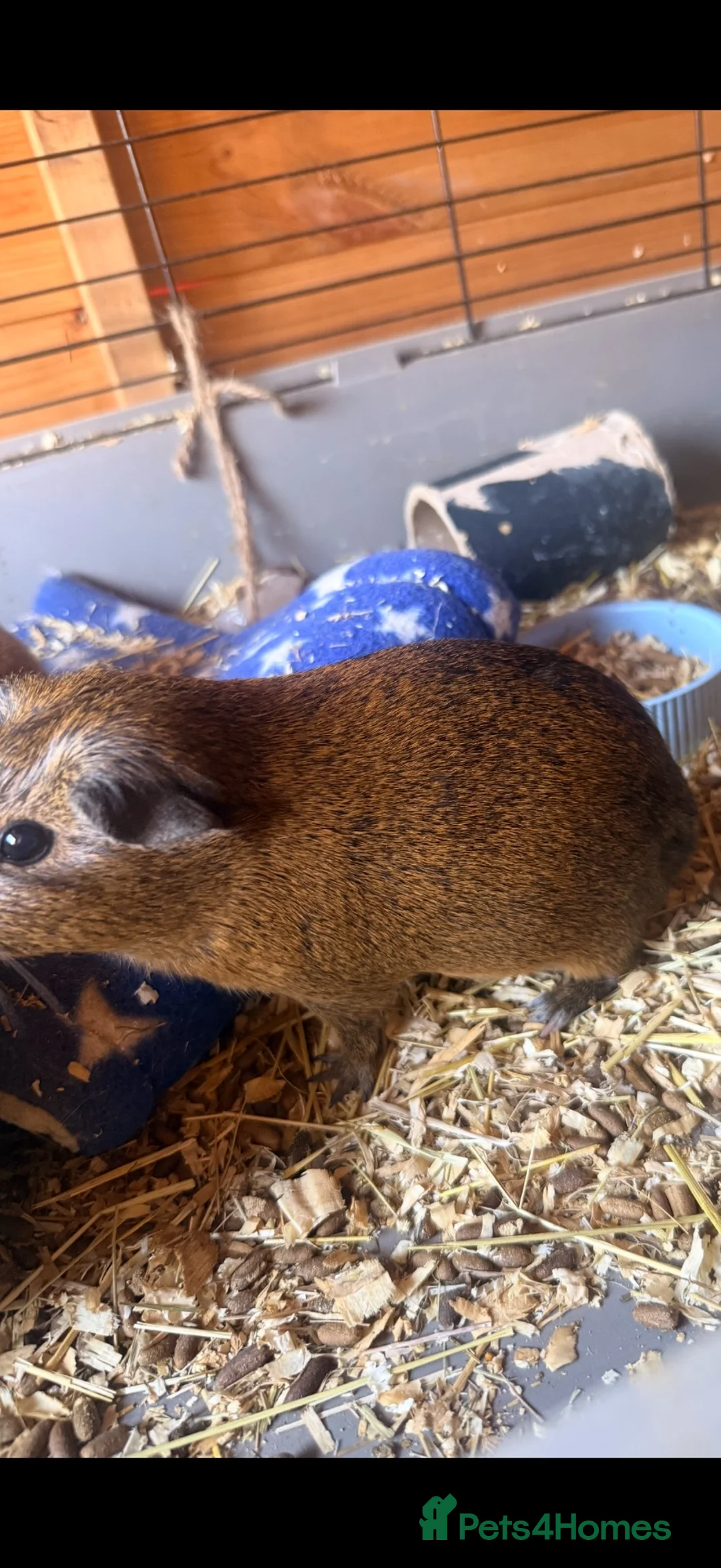 Guinea Pig rodents for sale: Bonded pair of guinea pigs in Malvern - Advert 2