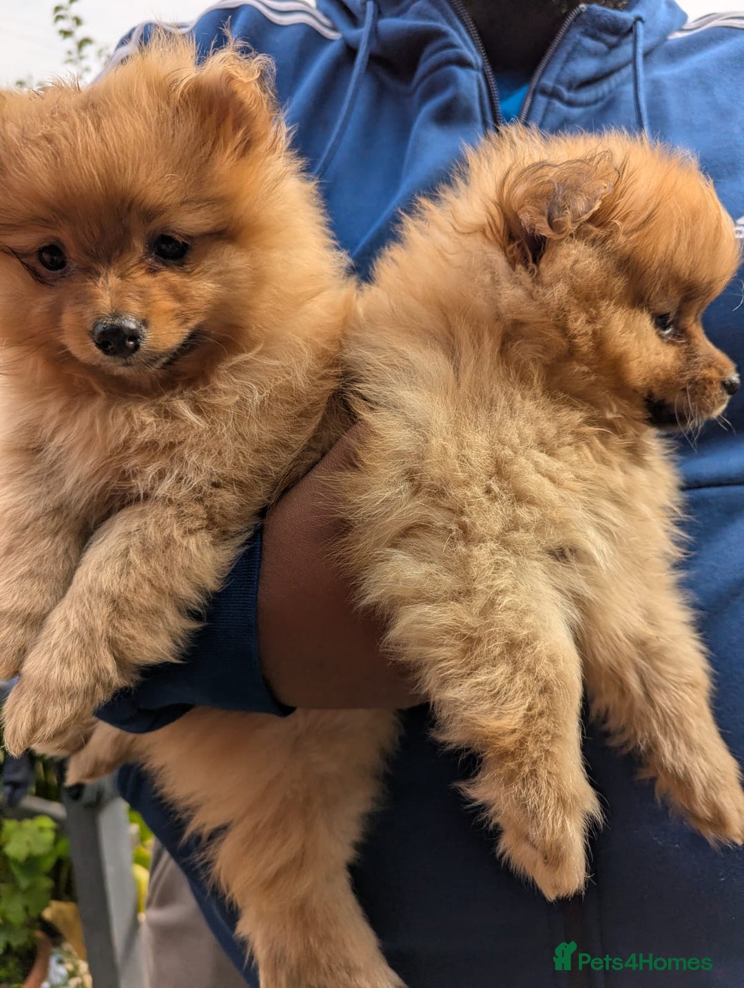 Pomeranian dogs for sale: Cute fluffy Pomeranian Puppies! (Read description) - Image 7