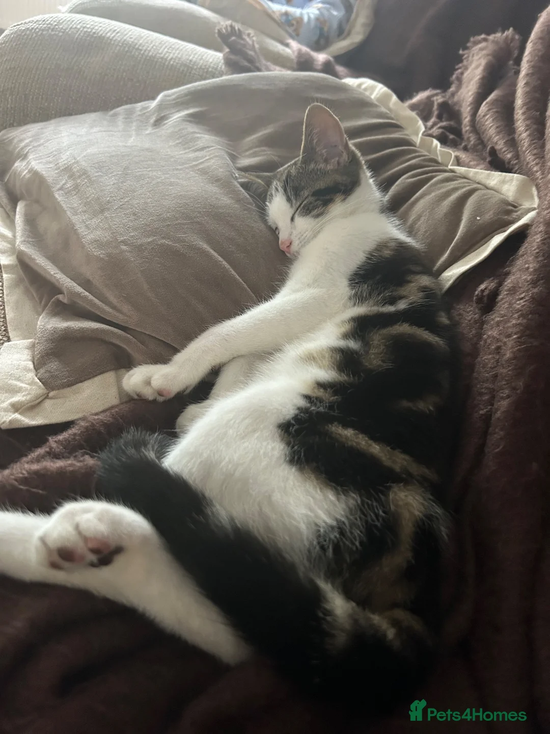 Mixed Breed cats for sale: Kitten  in Market Rasen - Advert 1