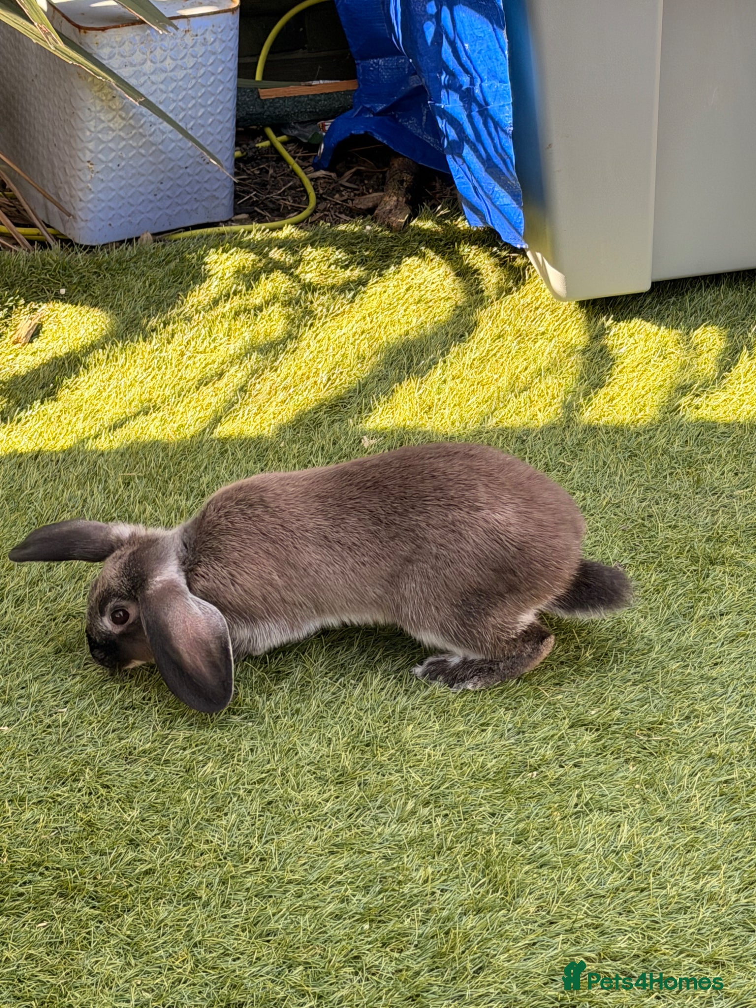 Dwarf Lop rabbits Dwarf Lop Baby Male Rabbit  - Advert 2