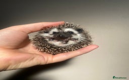 Pygmy Hedgehog rodents for sale: African Pygmy hoglet available to reserve  - Image 4