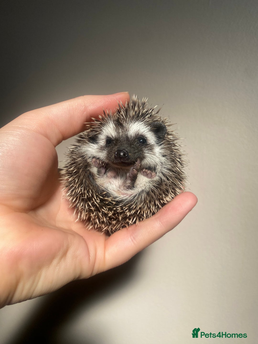 Pygmy Hedgehog rodents for sale: African Pygmy hoglet available to reserve  - Image 4