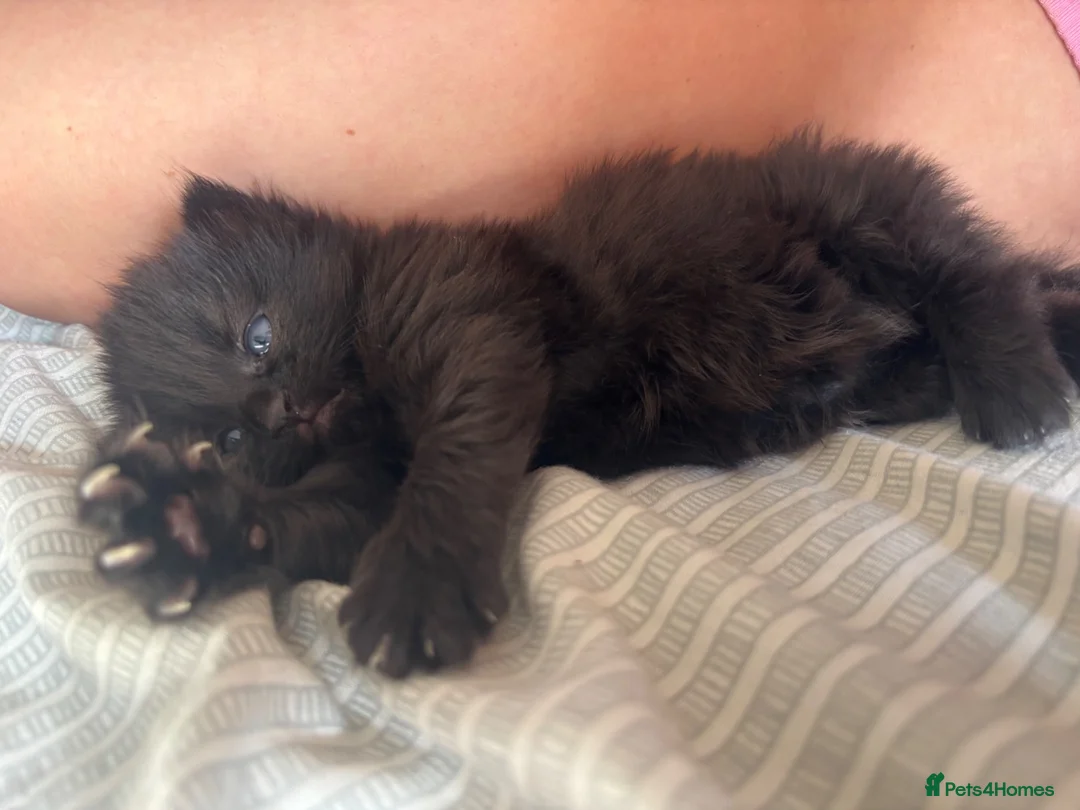 Mixed Breed cats for sale: Beautiful kitten for sale  - Advert 5