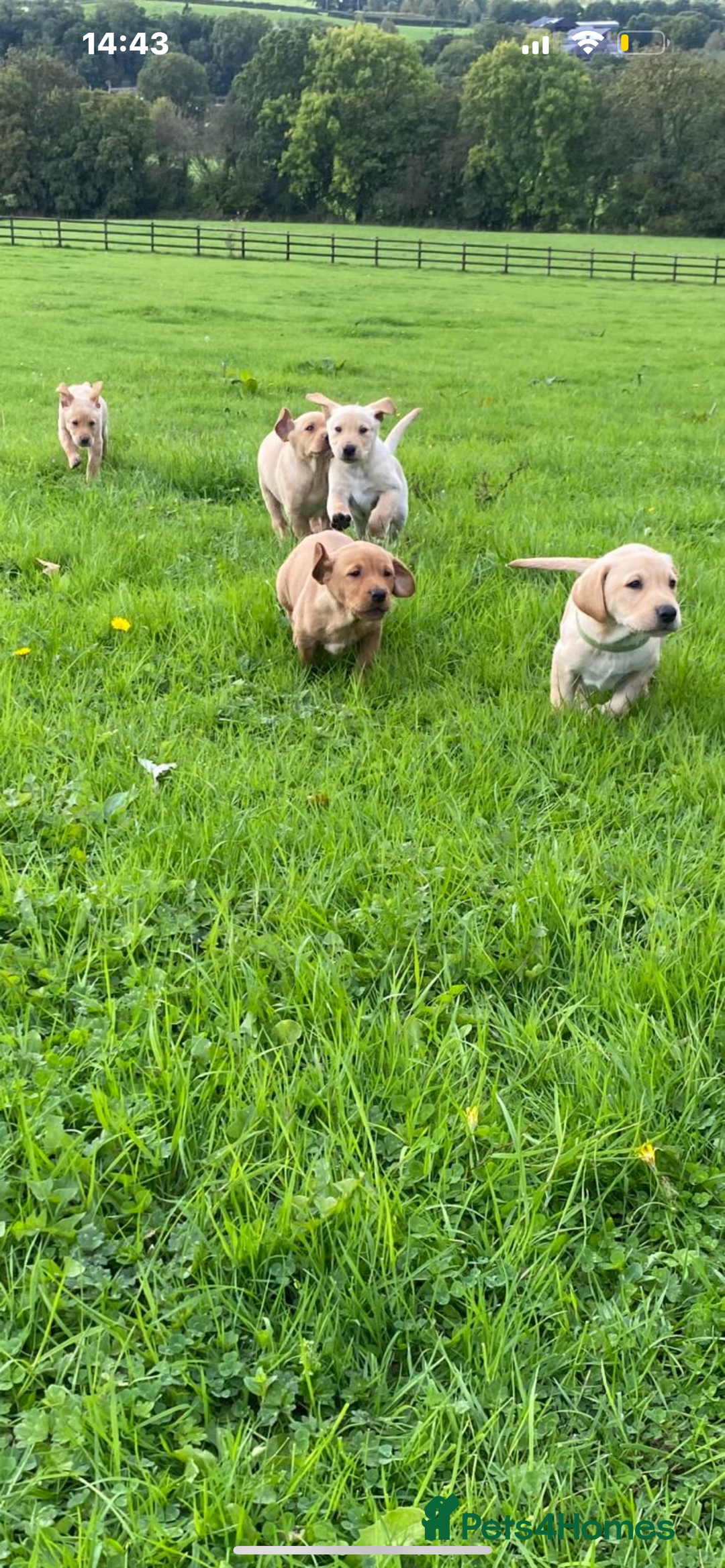 Labrador Retriever dogs for sale: Labrador puppies - Image 4