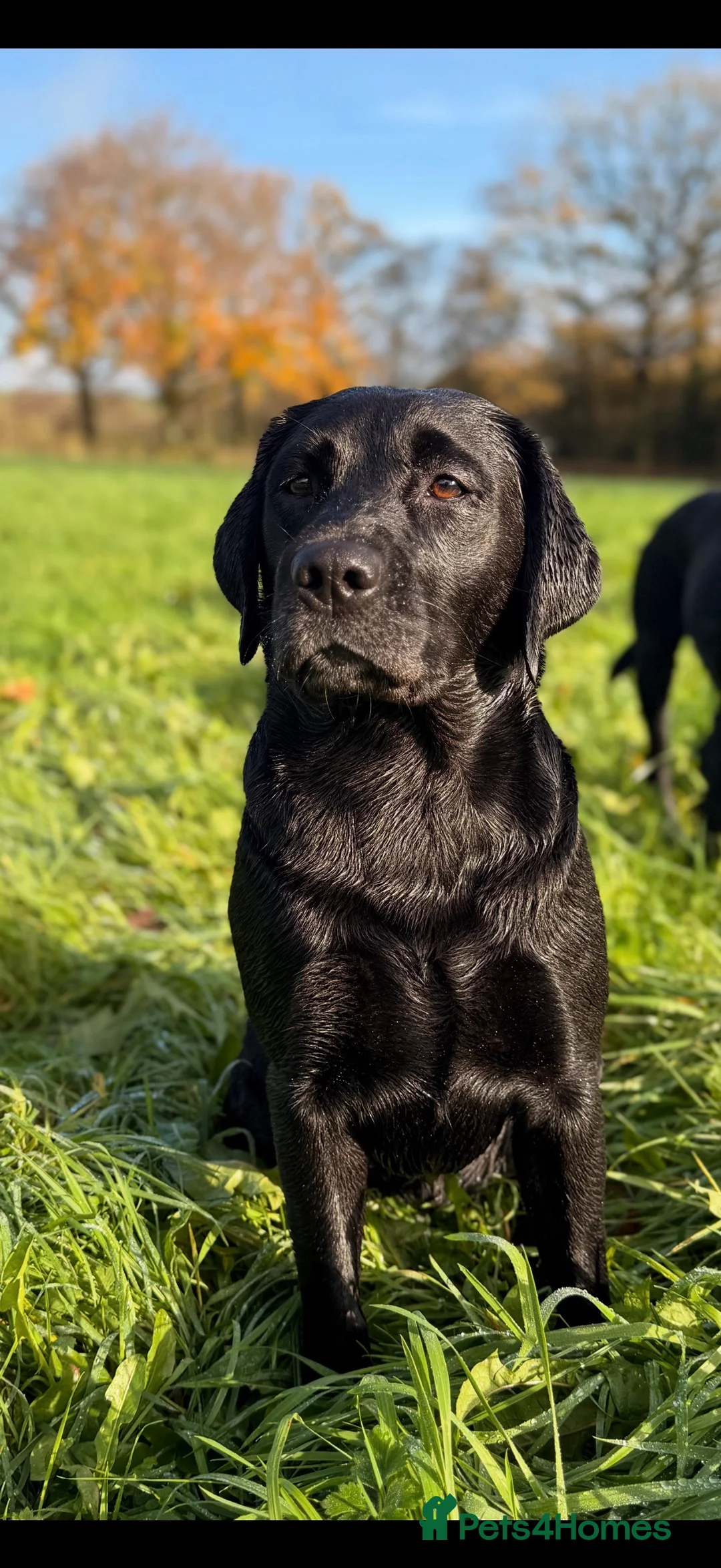 Labrador Retriever dogs for sale: Beautiful litter of Labrador puppies for sale - Advert 6