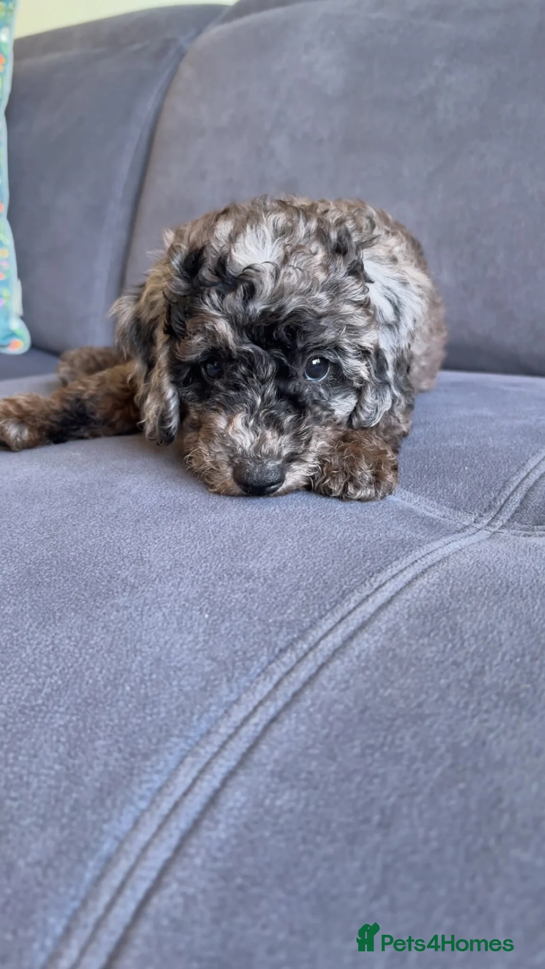 Cockapoo dogs for sale: Stunning F1B Cockapoos in Stockport - Advert 2