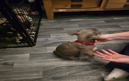French Bulldog dogs for sale: Frenchie puppies - Image 20