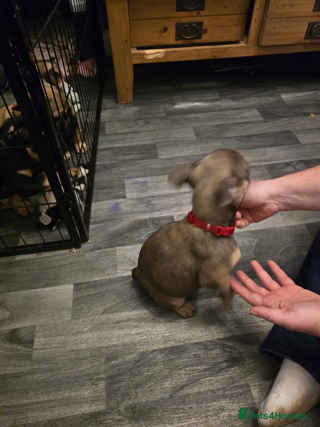 French Bulldog dogs for sale: Frenchie puppies - Image 20