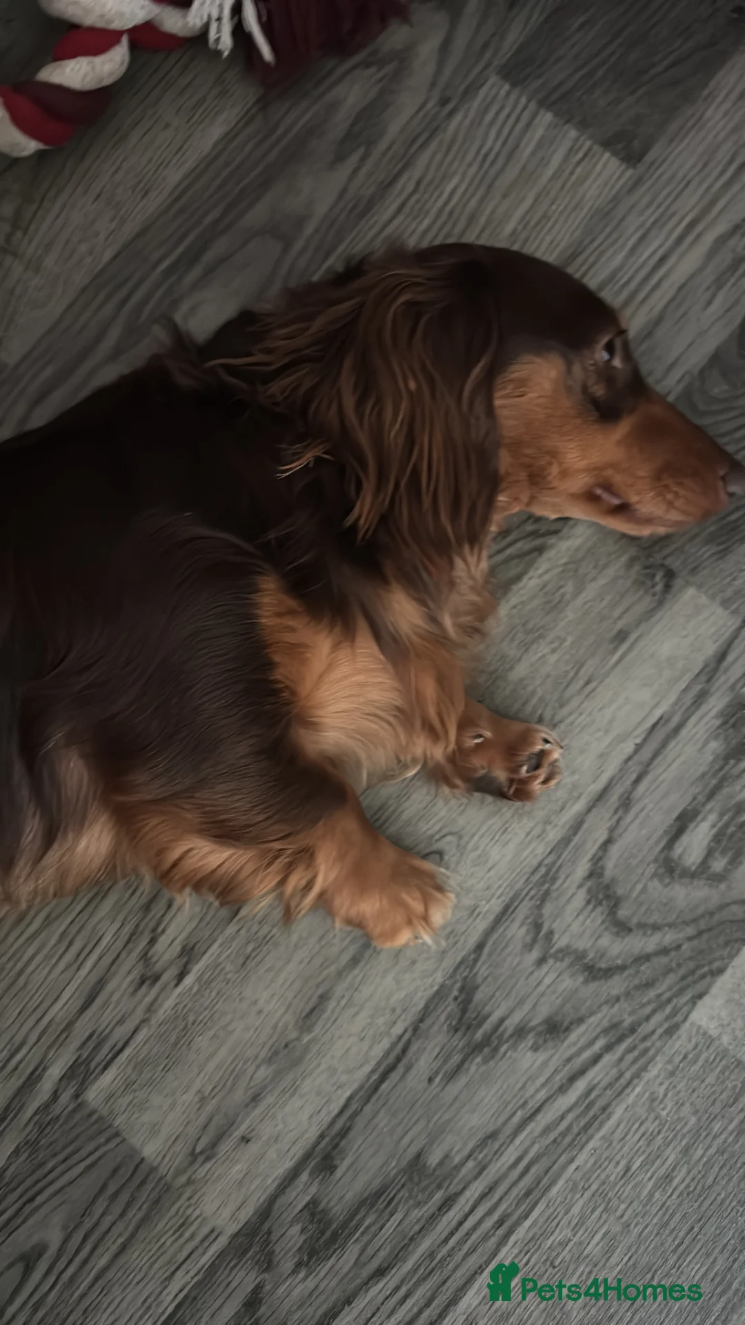 Dachshund dogs for sale: 14 months old mini  - Advert 1