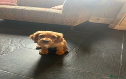 Cocker Spaniel dogs for sale: Working Coker spaniels  in Worcester - Image 20