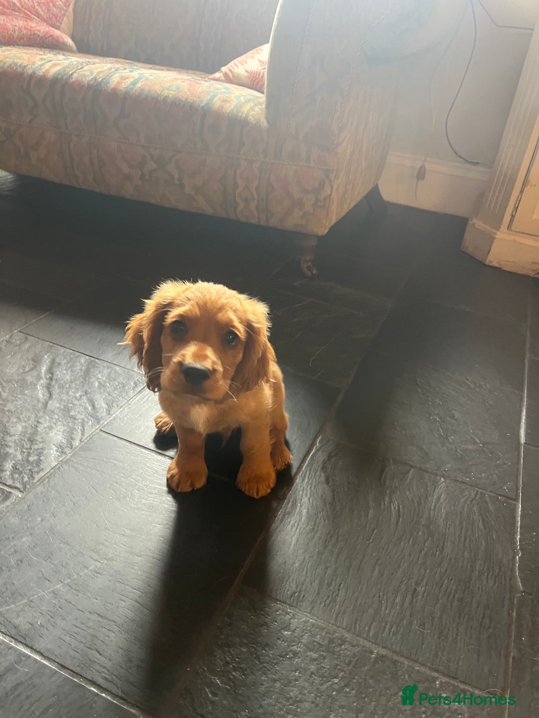 Cocker Spaniel dogs for sale: Working Coker spaniels  in Worcester - Image 20
