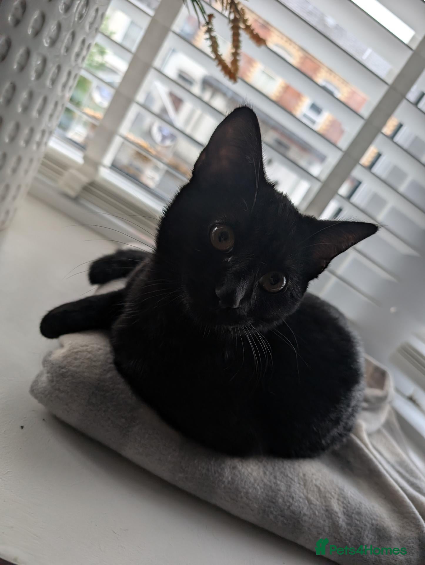 Mixed Breed cats Lovely Playful Kitten - Advert 23