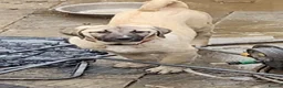 Turkish Kangal dogs for sale: 2 females  - Advert 2
