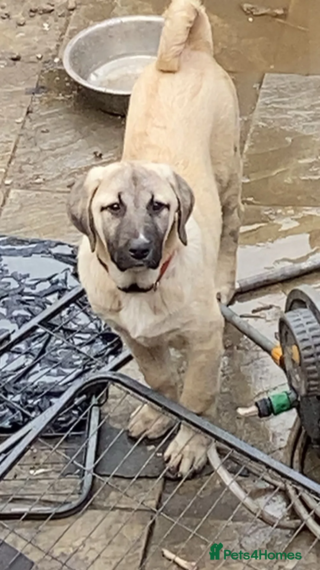Turkish Kangal dogs for sale: 2 females  - Advert 2