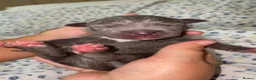 Staffordshire Bull Terrier dogs for sale: KC-QUALITY BLUE STAFFORDSHIRE BULLTERRIER PUPPIES - Advert 13