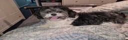 Lhasa Apso dogs for stud: Proven Lhasa Apso Stud – KC Registered in Airdrie - Advert 4