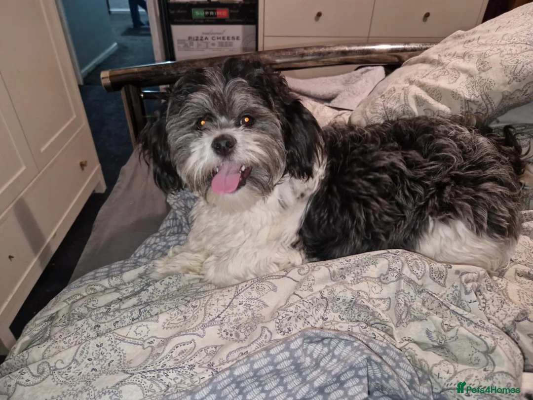 Lhasa Apso dogs for stud: Proven Lhasa Apso Stud – KC Registered in Airdrie - Advert 4