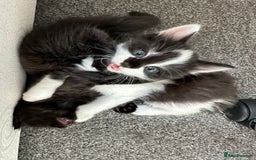 Mixed Breed cats for sale: 4 adorable male Siberian mix kittens 🐾 - Image 1