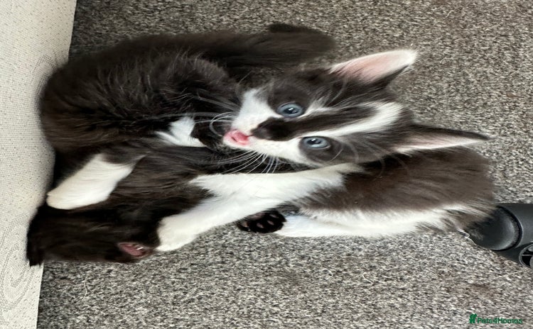 Mixed Breed cats - Advert 3
