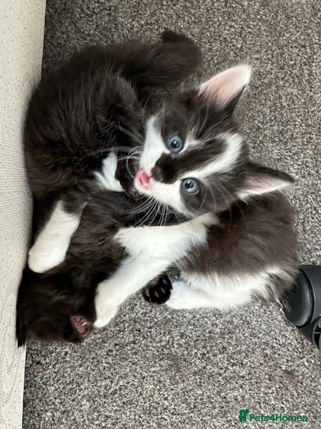 Mixed Breed cats for sale: 4 adorable male Siberian mix kittens 🐾 - Image 1