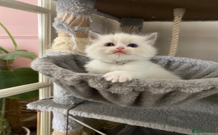 Ragdoll cats - Advert 3