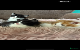 Mixed Breed cats for sale: Gorgeous long hair kitten 🧡🖤 - Advert 12