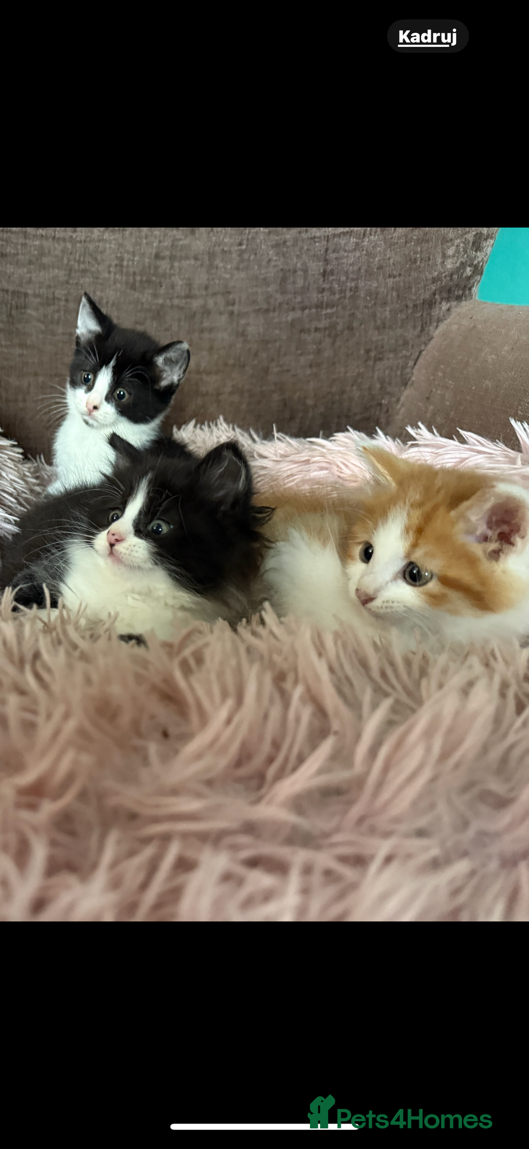 Mixed Breed cats for sale: Gorgeous long hair kitten 🧡🖤 - Advert 12