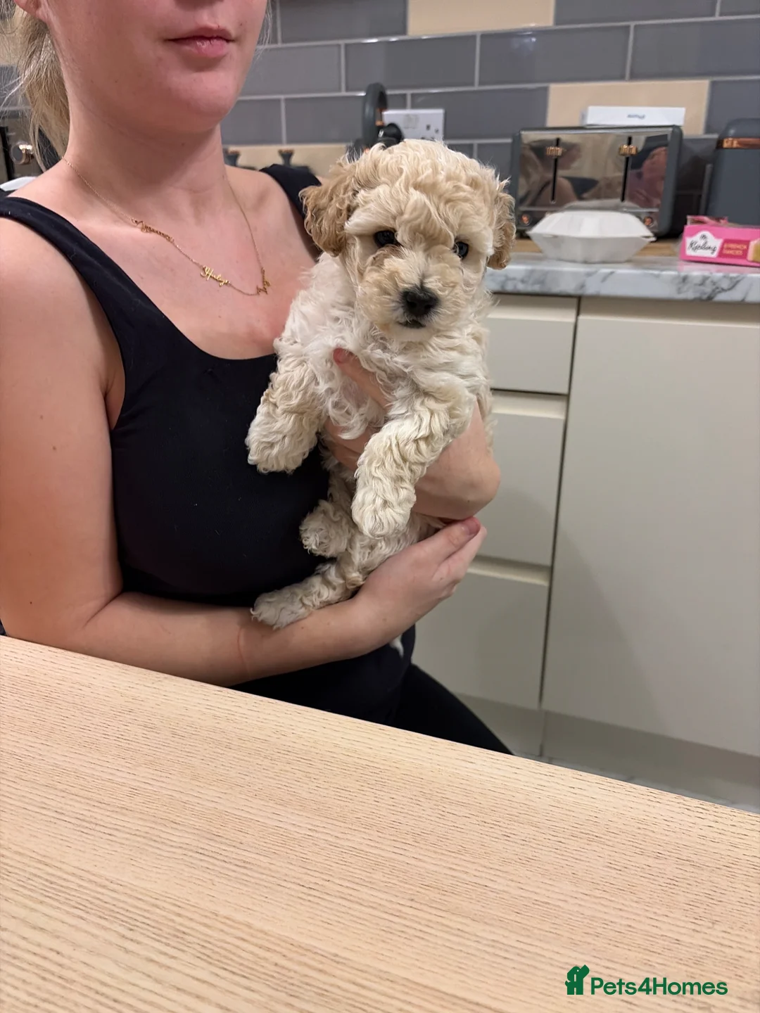 Poochon dogs for sale: F1 poochon - Advert 2