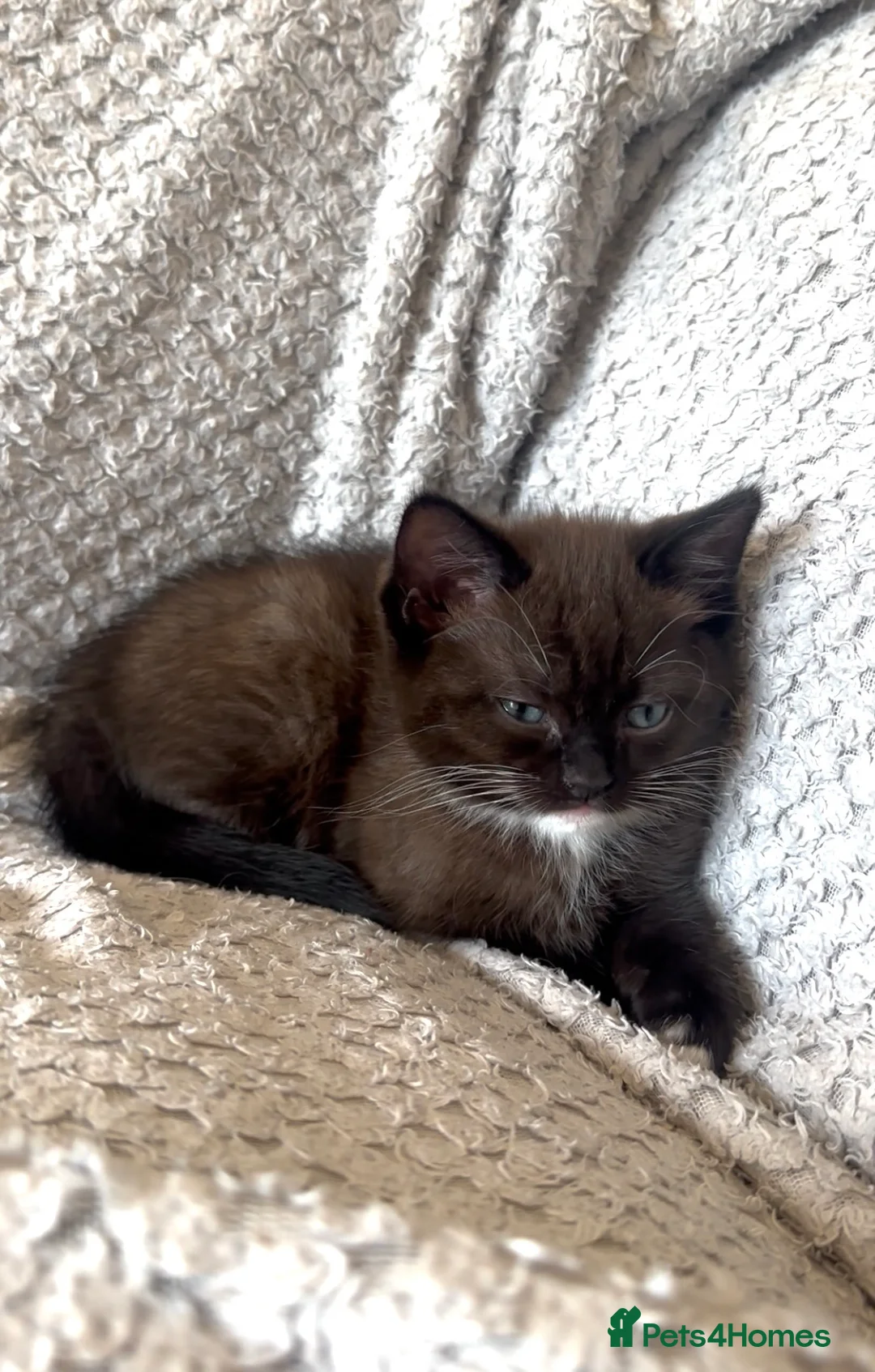 Mixed Breed cats for sale: RAGDOLL CROSS GIRL FOR SALE - Advert 2