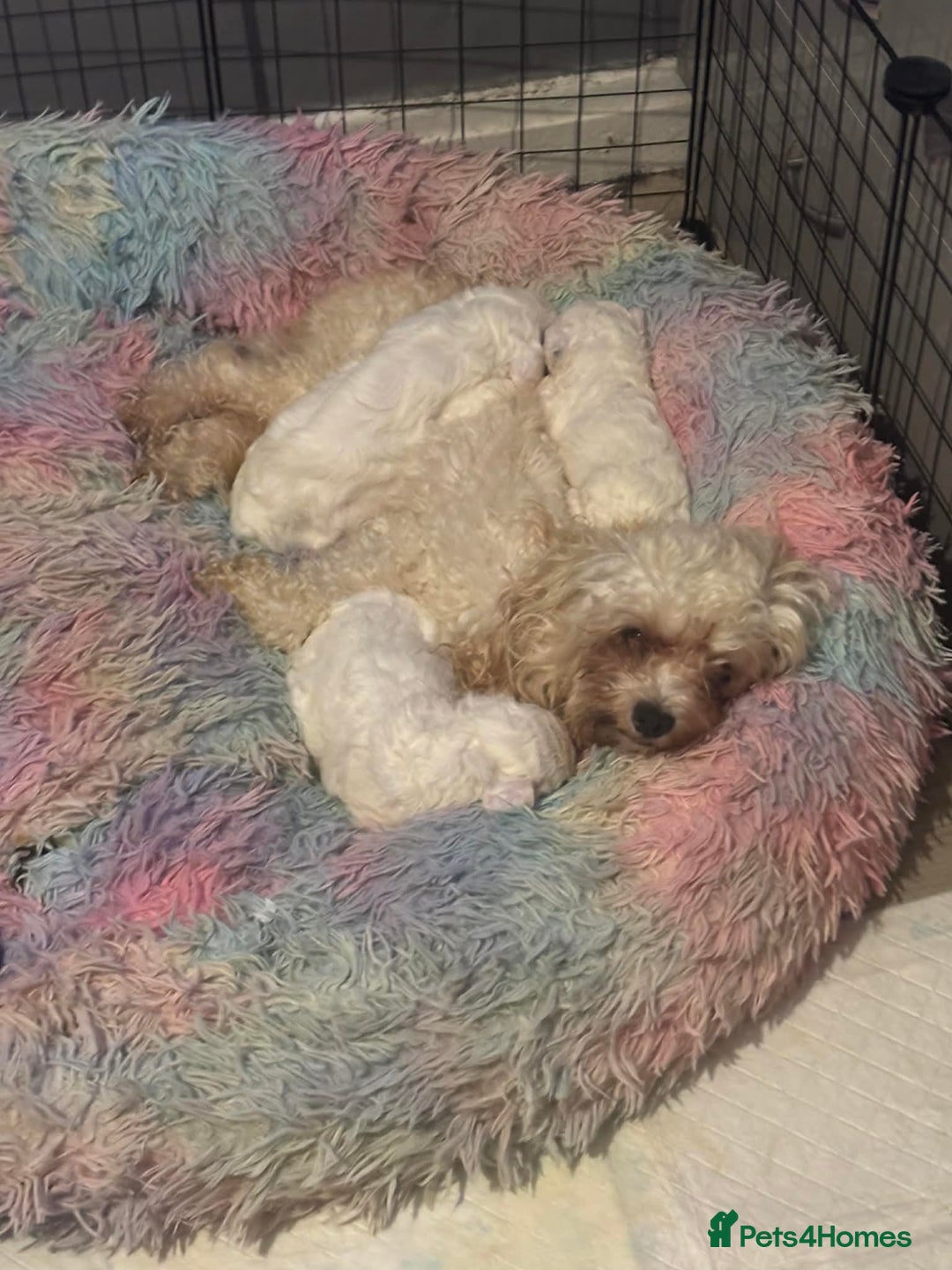 Cavapoo dogs for sale: F1B Cavapoo Puppies  - Advert 9