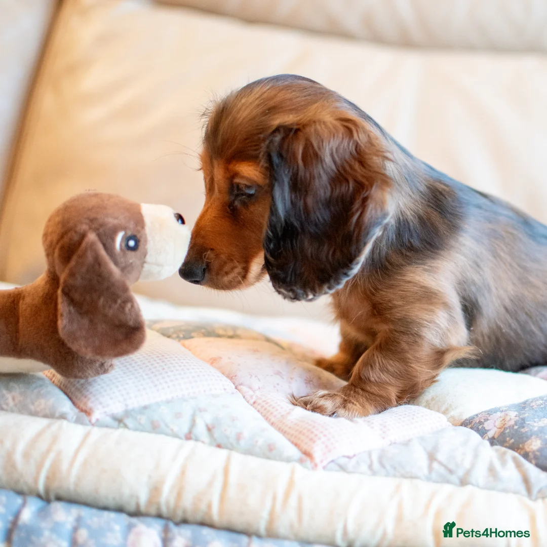 Miniature Dachshund dogs for sale:  Miniature Long-Haired Dachshund Puppies–Red Merle - Advert 7