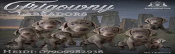 Labrador Retriever dogs for sale: 🩶 Stunning Silver Labrador Puppies 🩶 - Advert 1