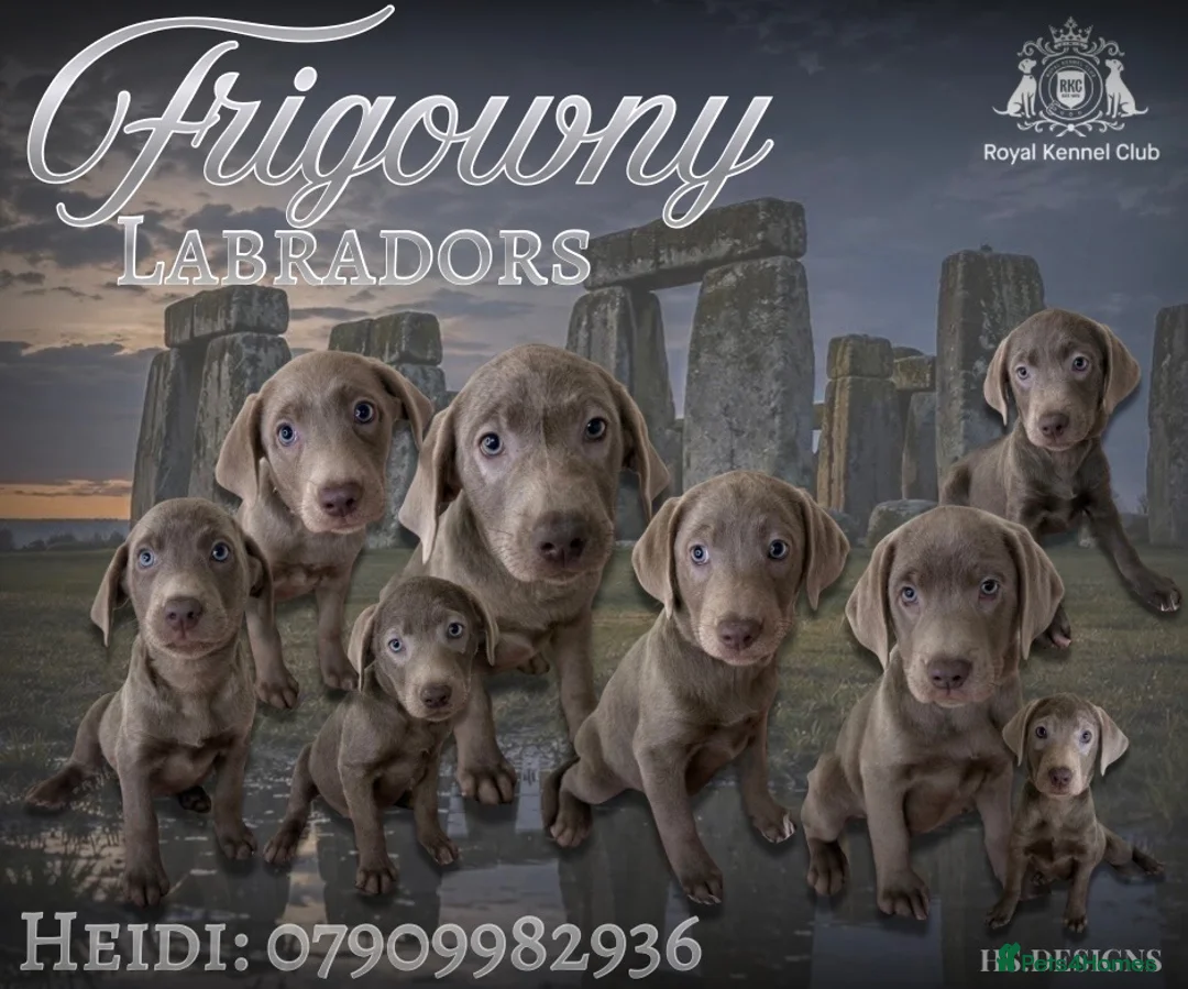 Labrador Retriever dogs for sale: 🩶 Stunning Silver Labrador Puppies 🩶 - Advert 1