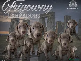 Labrador Retriever dogs 🩶 Stunning Silver Labrador Puppies 🩶 - Advert 11