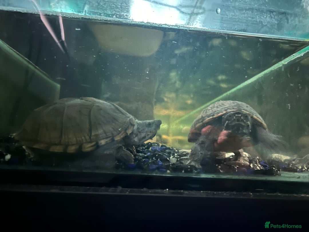 Turtle reptiles for sale: Musks turtles  in Edinburgh - Advert 1